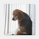 Recherche de chien beagle magnets Hacher