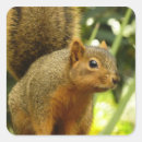 Recherche de écureuil gris autocollants Nature
