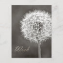 Recherche de souhaits photographie Fleurs