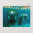 Recherche de lamantins cartes postales Floride