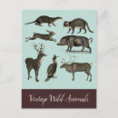 Recherche de sanglier cartes postales Animaux