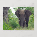 Recherche de savane africaine cartes postales Safari