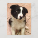 Zoek naar collie briefkaarten Grens