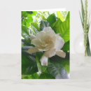 Recherche de forêt tropicale vœux cartes Floral