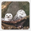 Recherche de deux oiseaux autocollants Blanc