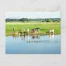 Zoek naar koeien briefkaarten Landschap