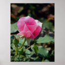 Recherche de rose et bourgeon de rose posters Photographie
