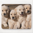 Recherche de chiot golden retriever tapis souris Animaux