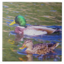 Recherche de canard carreaux Canard de canard