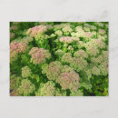 Recherche de sedum cartes postales Sédum