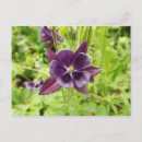 Recherche de colons cartes postales Nature
