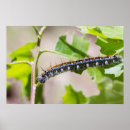 Recherche de tentes posters Nature