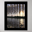 Recherche de grenouille posters Arbres