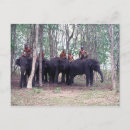 Zoek naar oerwoud dieren briefkaarten Fotografie