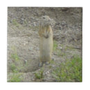 Recherche de terrestre photographie Photographie de la nature