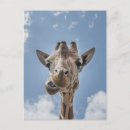 Zoek naar giraffen briefkaarten Wild