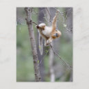 Recherche de singe nez posters Doré nosed monkey