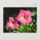Recherche de timbre fleur cartes postales Fleurs