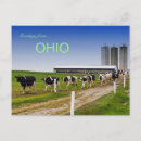 Zoek naar koeien briefkaarten Silo