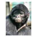Recherche de singes mignons posters Toute personne