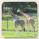 Recherche de girafes dessous de verres Faune