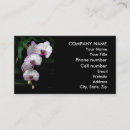 Recherche de phalaenopsis cartes visite Tropical