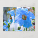 Recherche de pavot bleu cartes postales Pour tous