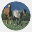 Recherche de cheval sauvage mustang autocollants Équestre