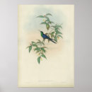 Recherche de gould Colibri