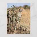Recherche de savane cartes postales Guépard
