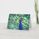 Recherche de plumes colorées vœux cartes Faune