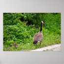 Zoek naar canadese gans posters Vogels