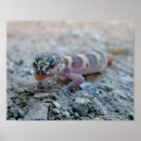 Recherche de geckos posters Animaux