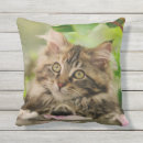 Recherche de portrait chat coussins Chaton