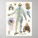 Recherche de poumons humains posters Anatomie