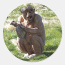 Recherche de chimpanzés autocollants Mignon