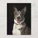 Recherche de berger australien cartes postales Animaux
