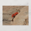 Recherche de pinceau indien cartes postales Nature