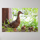 Zoek naar eenden posters Slangen