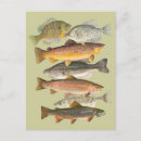 Recherche de poissons cartes postales pêche