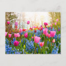 Zoek naar hyacinth briefkaarten Tulp