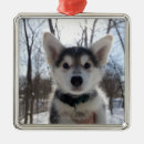 Recherche de chien enroué Animal