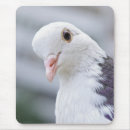 Recherche de pigeons tapis souris Colombe