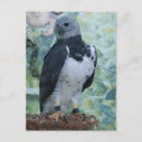 Recherche de aigle noir cartes postales Oiseau