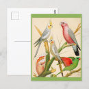 Recherche de perruche cartes postales Cacatoès