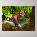 Recherche de vixen art Nature