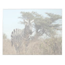 Zoek naar zebra fotografie Kenya