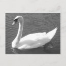 Zoek naar witte zwaan briefkaarten Natuur