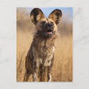 Zoek naar afrikaanse wilde hond briefkaarten Safari