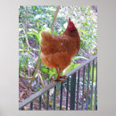 Recherche de poule rouge posters Rhode île rouge